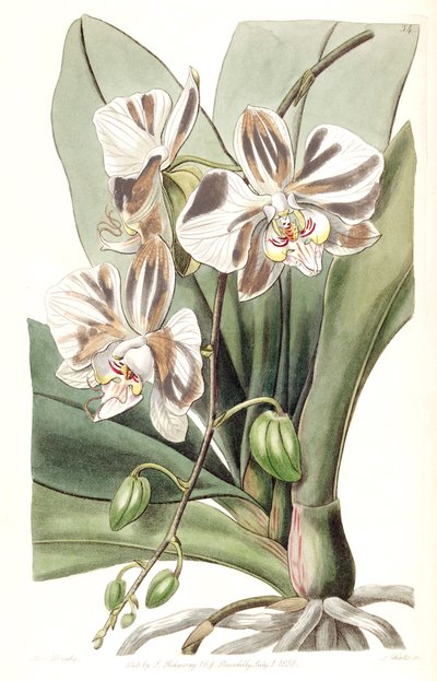 Illustration of Phalaenopsis aphrodite subsp. aphrodite (as syn. Phalaenopsis amabilis Lindl., nom. illeg.) by Miss Drake